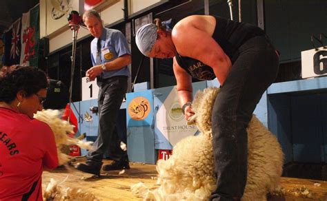 scottish shearing perth news.